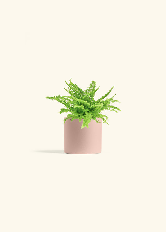 Boston Fern in a 4 inches Pink Classic Cylinder Planter in a Beech Wood Stand