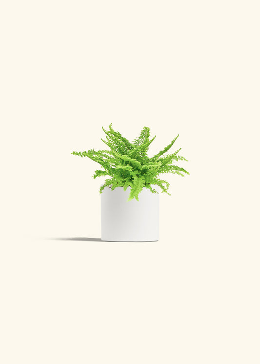 Boston Fern in a 4 inches White Classic Cylinder Planter 