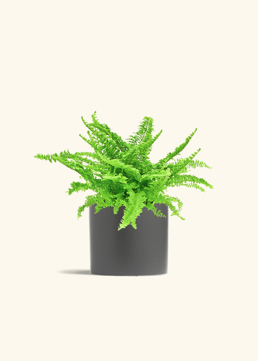 Boston Fern in a 6 inches Charcoal Classic Cylinder Planter in a Beech Wood Stand