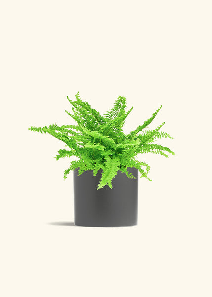 are boston ferns indoor plants Boston Fern – Hey Rooted