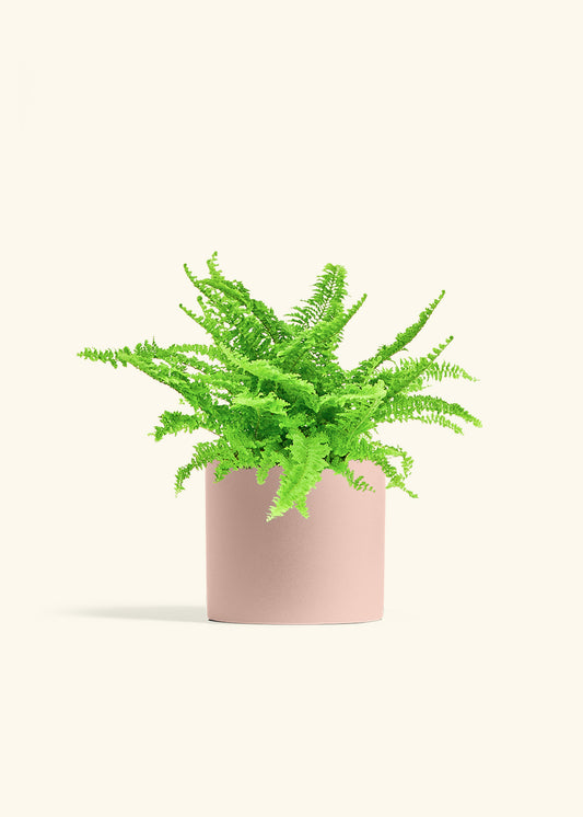 Boston Fern in a 6 inches Pink Classic Cylinder Planter in a Beech Wood Stand