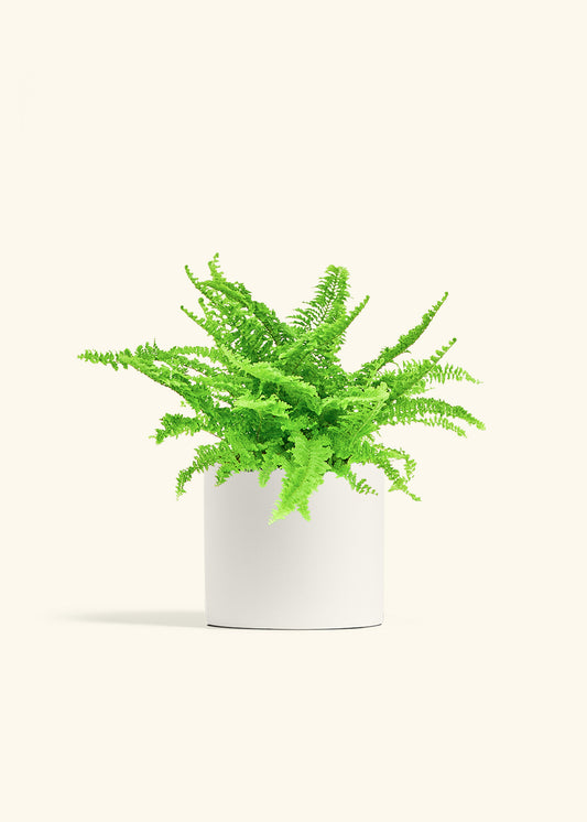 Boston Fern in a 6 inches White Classic Cylinder Planter in a Beech Wood Stand