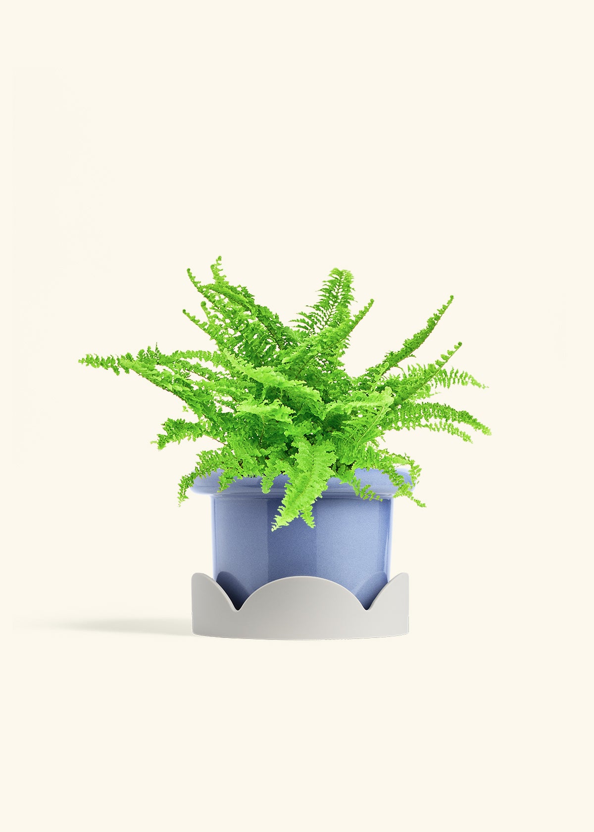 Boston Fern in a 6 inches Fat Lip Blue Planter in a Shamrock Petal Drip Tray