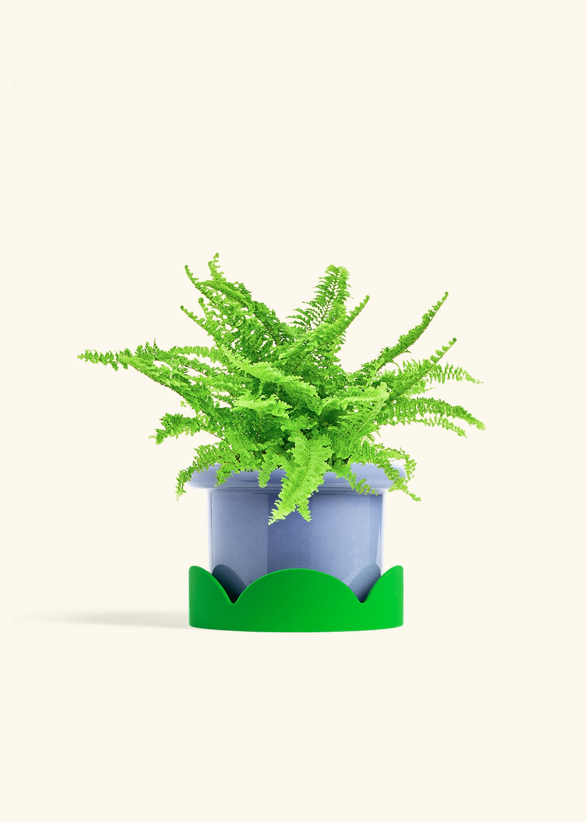 Boston Fern in a 6 inches Fat Lip Blue Planter in a Oat Petal Drip Tray
