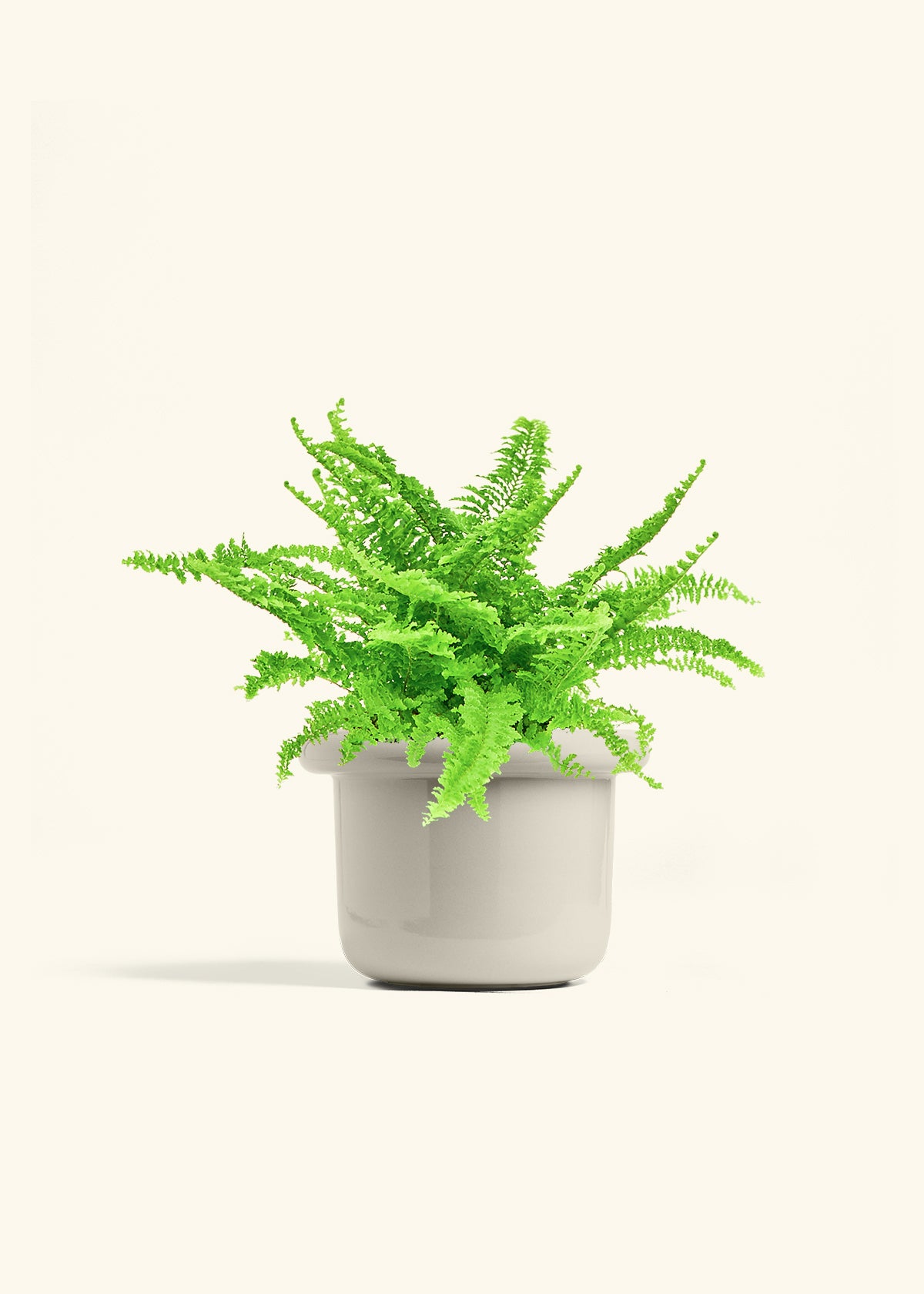 Boston Fern in a 6 inches Fat Lip Oat Planter in a Beech Wood Stand