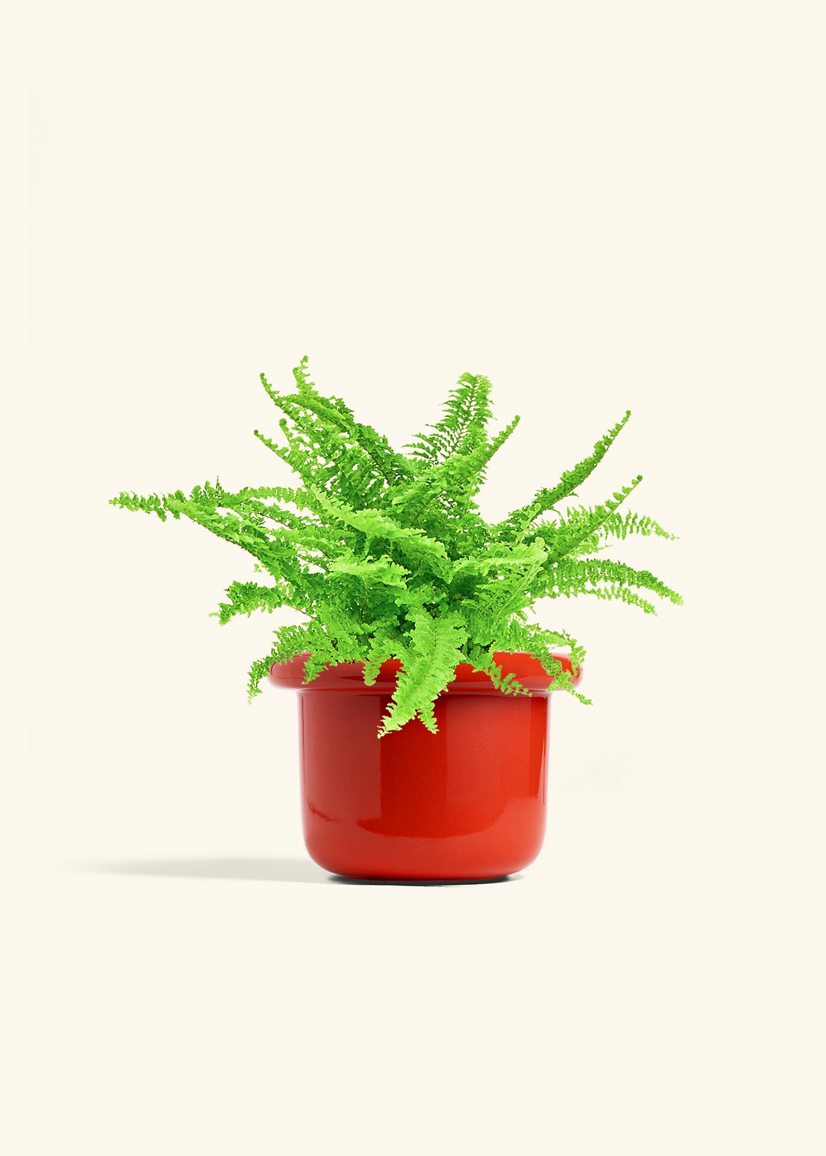 Boston Fern in a 6 inches Fat Lip Red Planter 