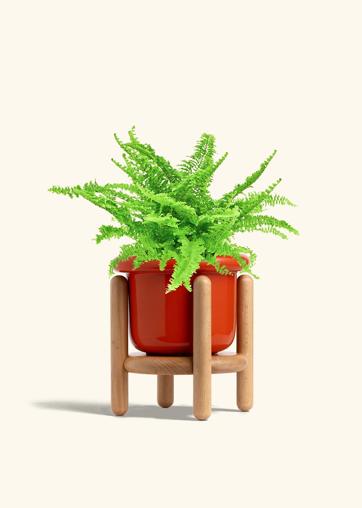 Boston Fern in a 6 inches Fat Lip Red Planter in a Shamrock Petal Drip Tray