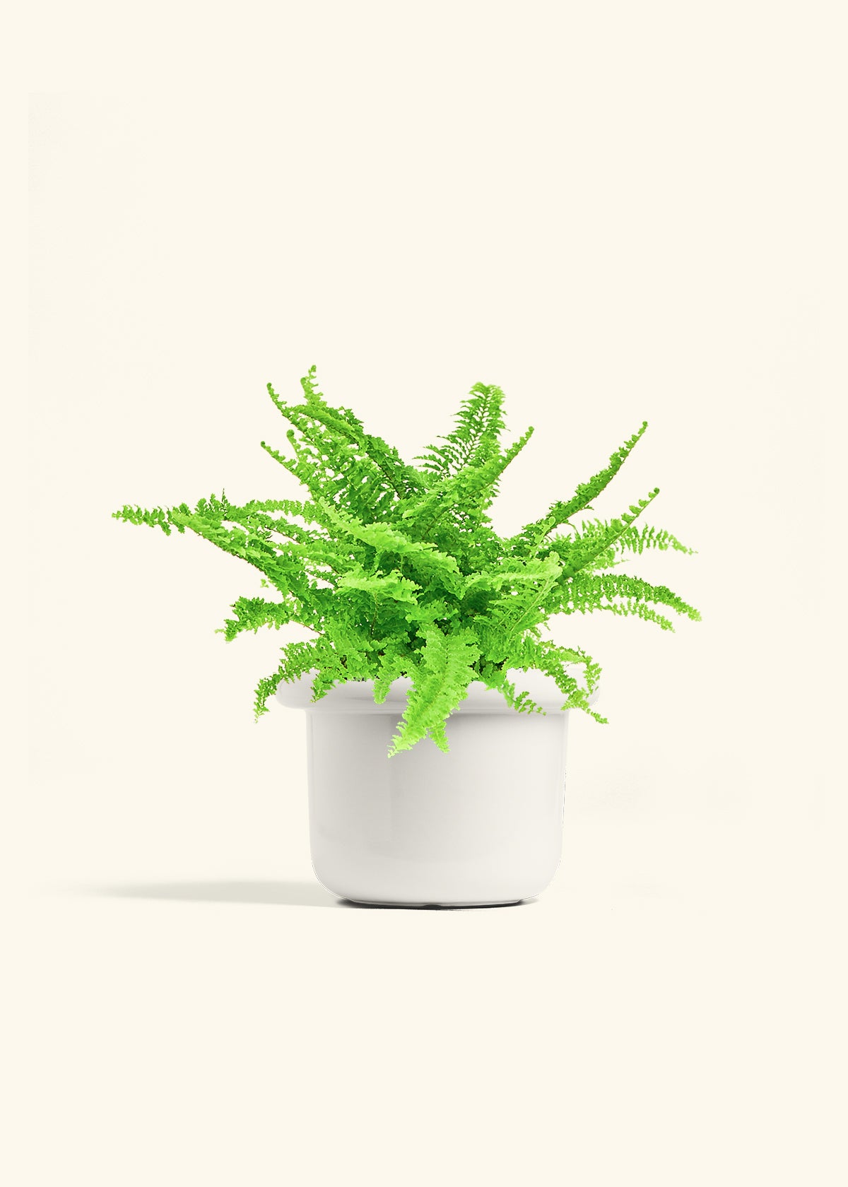 Boston Fern in a 6 inches Fat Lip White Planter in a Beech Wood Stand