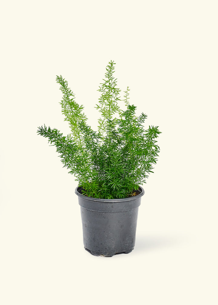 Foxtail Fern