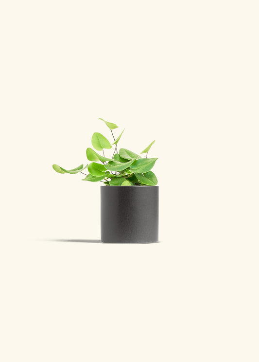 Heart Leaf Fern in a 4 inches Charcoal Classic Cylinder Planter 