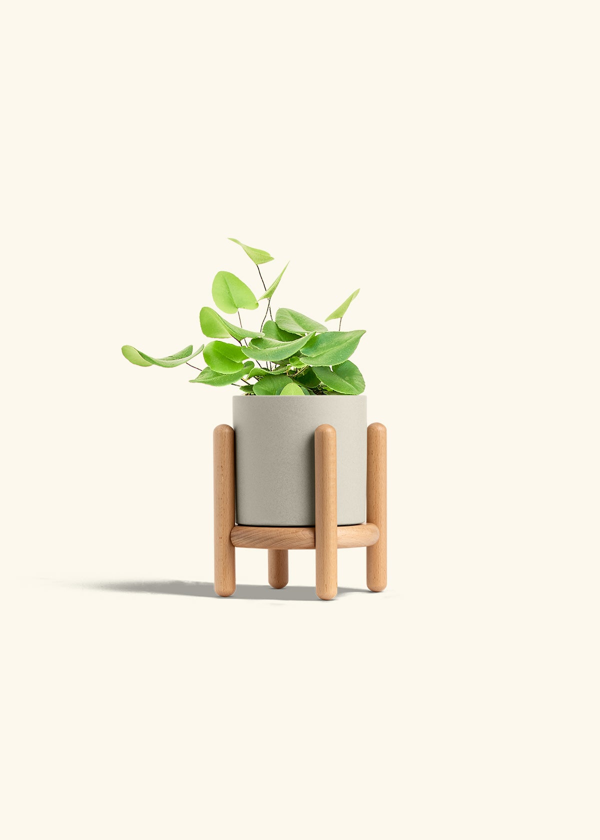 Heart Leaf Fern in a 4 inches Oat Classic Cylinder Planter in a Beech Wood Stand