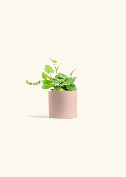 Heart Leaf Fern in a 4 inches Pink Classic Cylinder Planter 