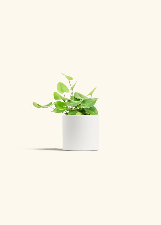 Heart Leaf Fern in a 4 inches White Classic Cylinder Planter 