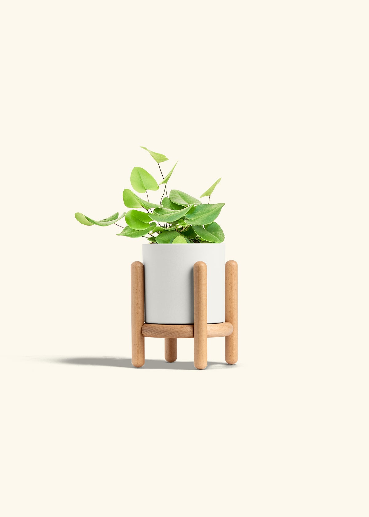 Heart Leaf Fern in a 4 inches White Classic Cylinder Planter in a Beech Wood Stand