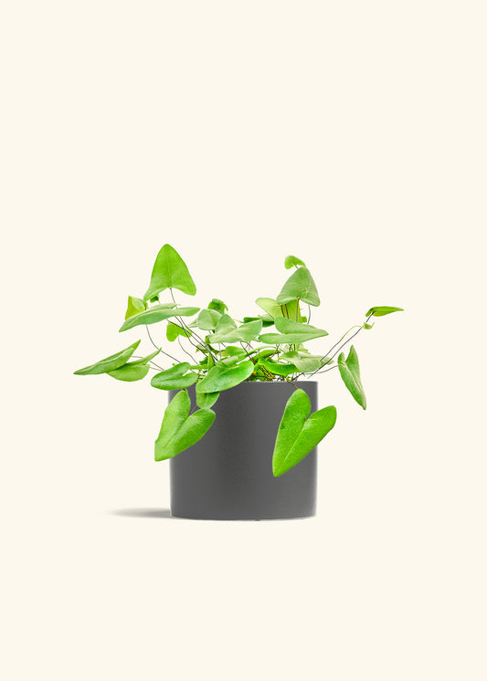 Heartleaf Fern in a 6 inches Charcoal Classic Cylinder Planter 