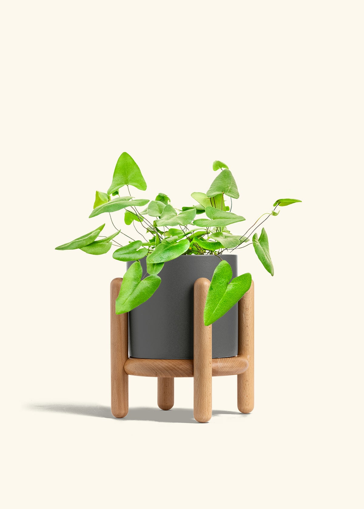 Heartleaf Fern in a 6 inches Charcoal Classic Cylinder Planter in a Oat Petal Drip Tray