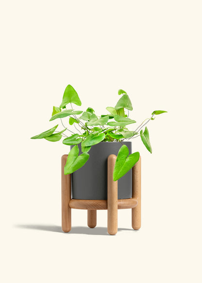 Heartleaf Fern in a 6 inches Charcoal Classic Cylinder Planter in a Oat Petal Drip Tray