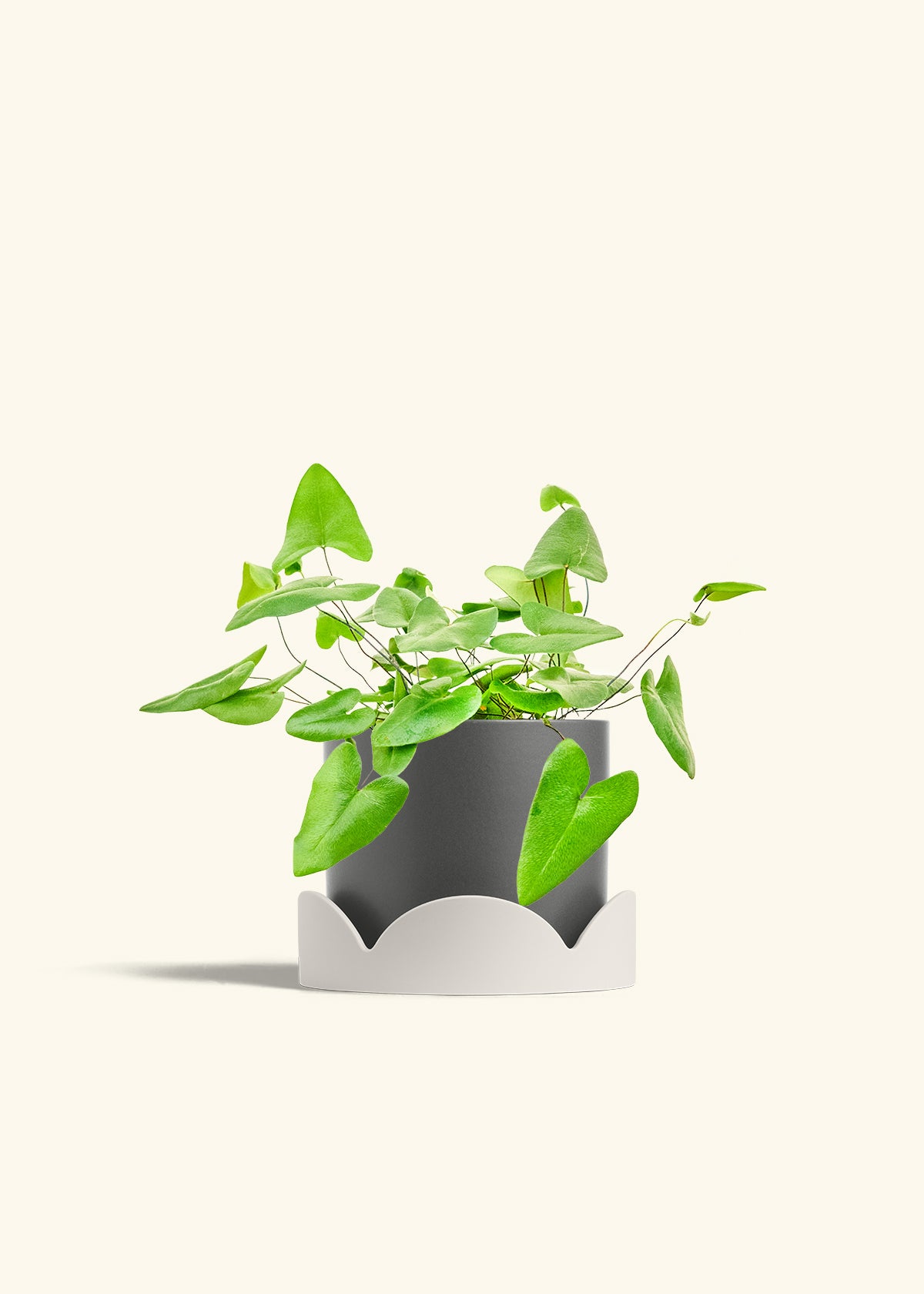 Heartleaf Fern in a 6 inches Charcoal Classic Cylinder Planter in a Shamrock Petal Drip Tray