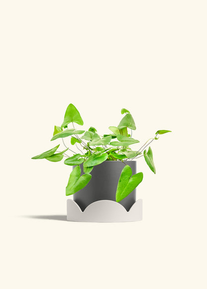 Heartleaf Fern in a 6 inches Charcoal Classic Cylinder Planter in a Shamrock Petal Drip Tray
