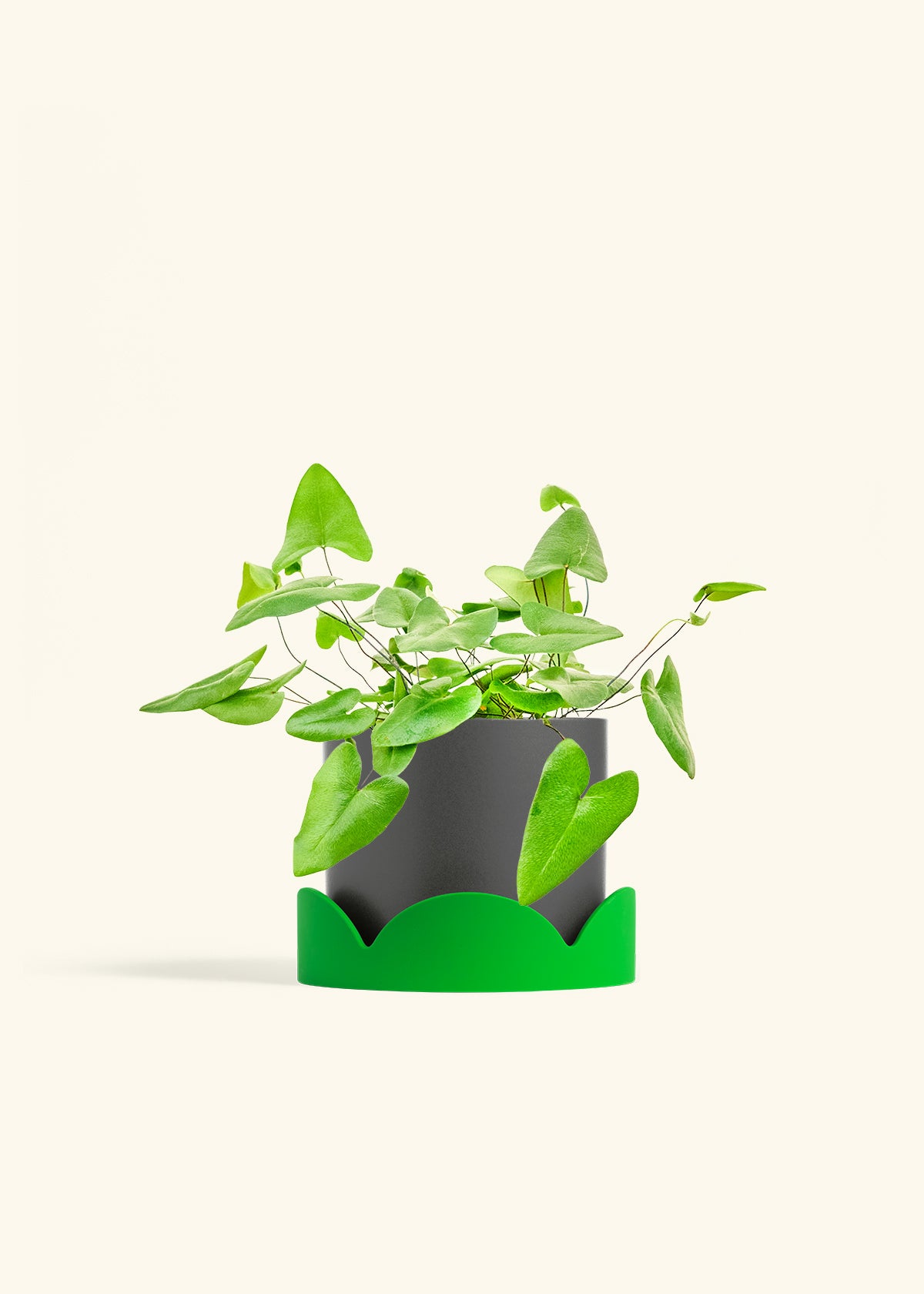 Heartleaf Fern in a 6 inches Oat Classic Cylinder Planter 