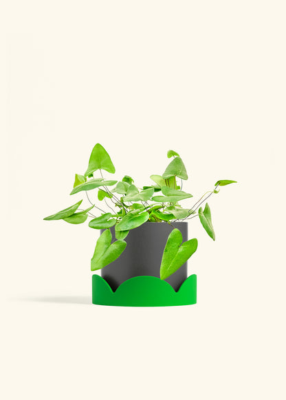 Heartleaf Fern in a 6 inches Oat Classic Cylinder Planter 