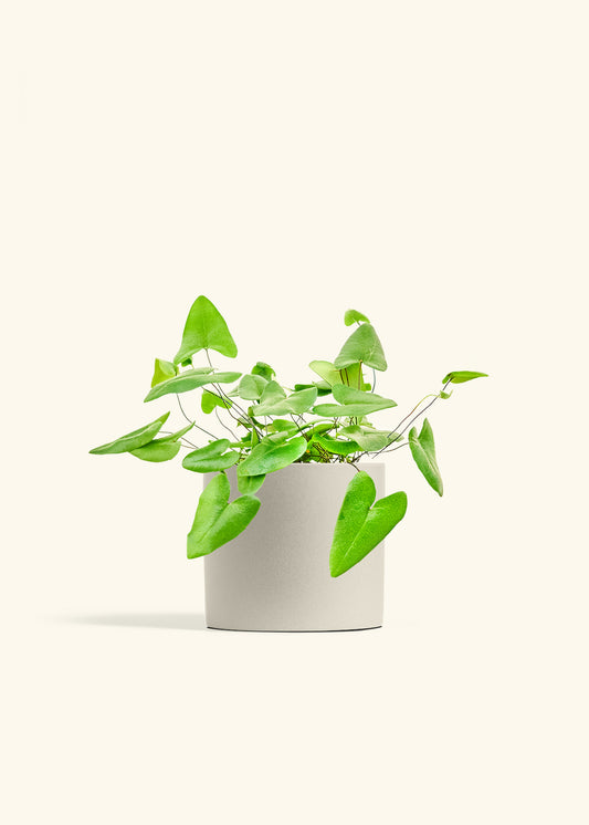 Heartleaf Fern in a 6 inches Charcoal Classic Cylinder Planter in a Beech Wood Stand