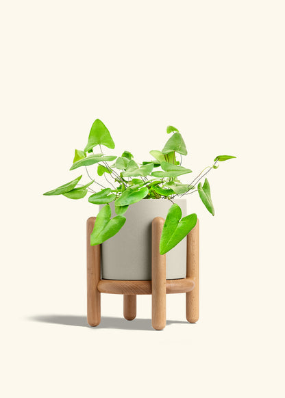 Heartleaf Fern in a 6 inches Oat Classic Cylinder Planter in a Beech Wood Stand