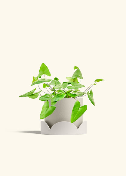 Heartleaf Fern in a 6 inches Oat Classic Cylinder Planter in a Oat Petal Drip Tray