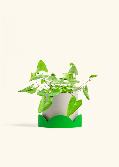 Heartleaf Fern in a 6 inches Oat Classic Cylinder Planter in a Shamrock Petal Drip Tray