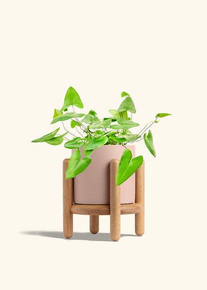 Heartleaf Fern in a 6 inches Pink Classic Cylinder Planter in a Beech Wood Stand