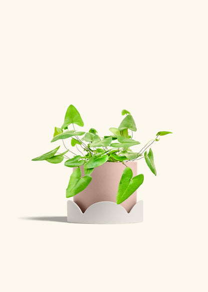 Heartleaf Fern in a 6 inches Pink Classic Cylinder Planter in a Oat Petal Drip Tray