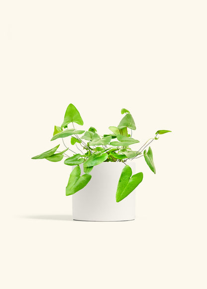 Heartleaf Fern in a 6 inches White Classic Cylinder Planter 