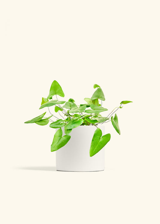 Heartleaf Fern in a 6 inches White Classic Cylinder Planter 