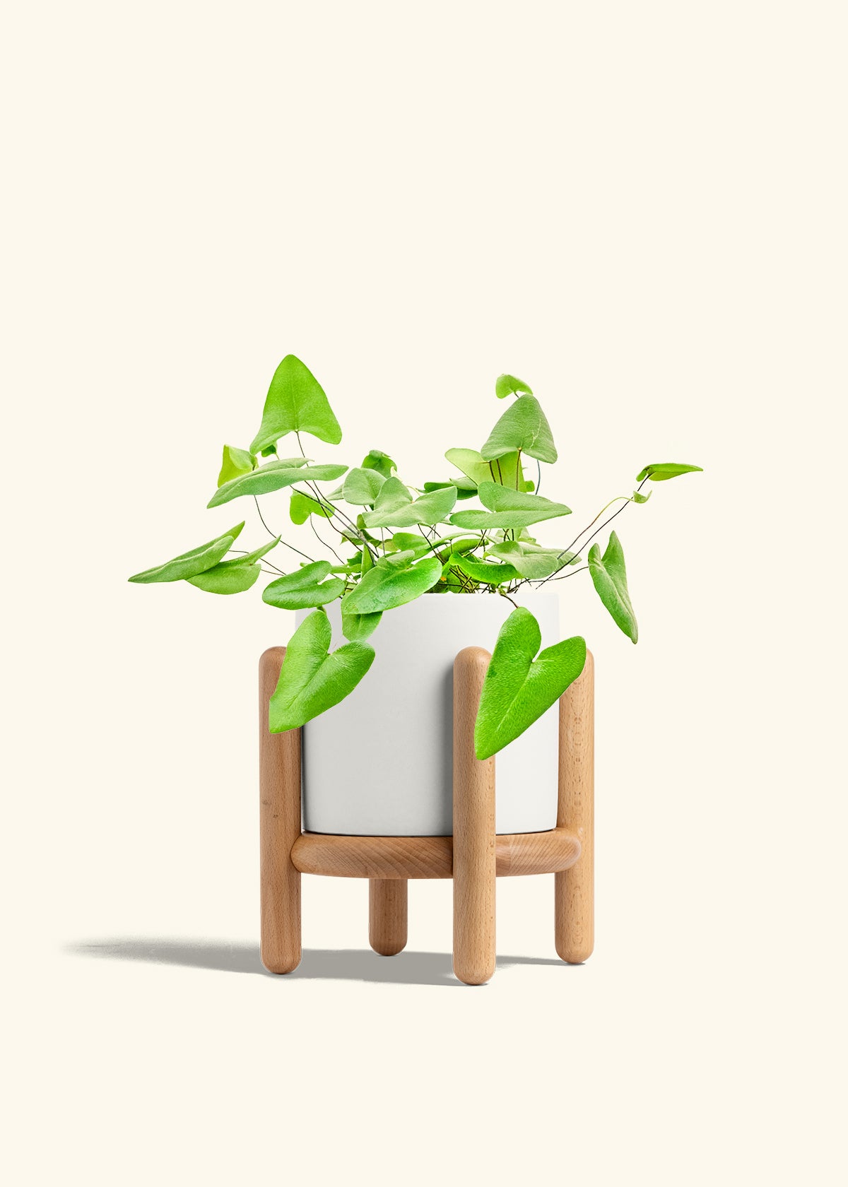 Heartleaf Fern in a 6 inches White Classic Cylinder Planter in a Beech Wood Stand