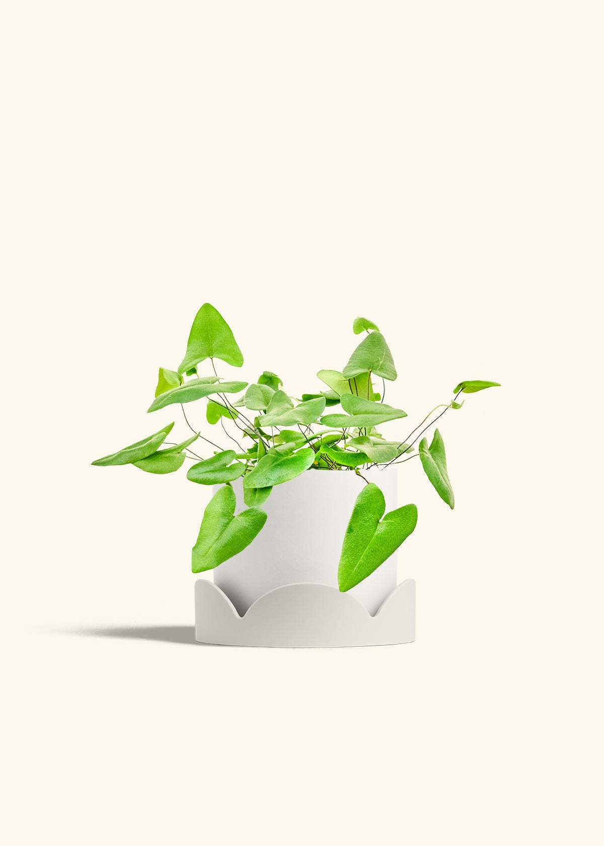 Heartleaf Fern in a 6 inches White Classic Cylinder Planter in a Oat Petal Drip Tray