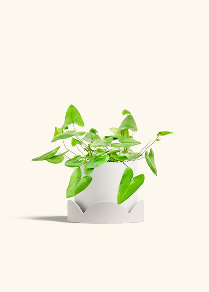 Heartleaf Fern in a 6 inches White Classic Cylinder Planter in a Oat Petal Drip Tray