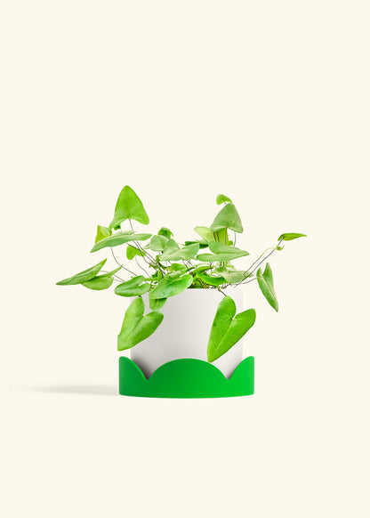 Heartleaf Fern in a 6 inches White Classic Cylinder Planter in a Shamrock Petal Drip Tray