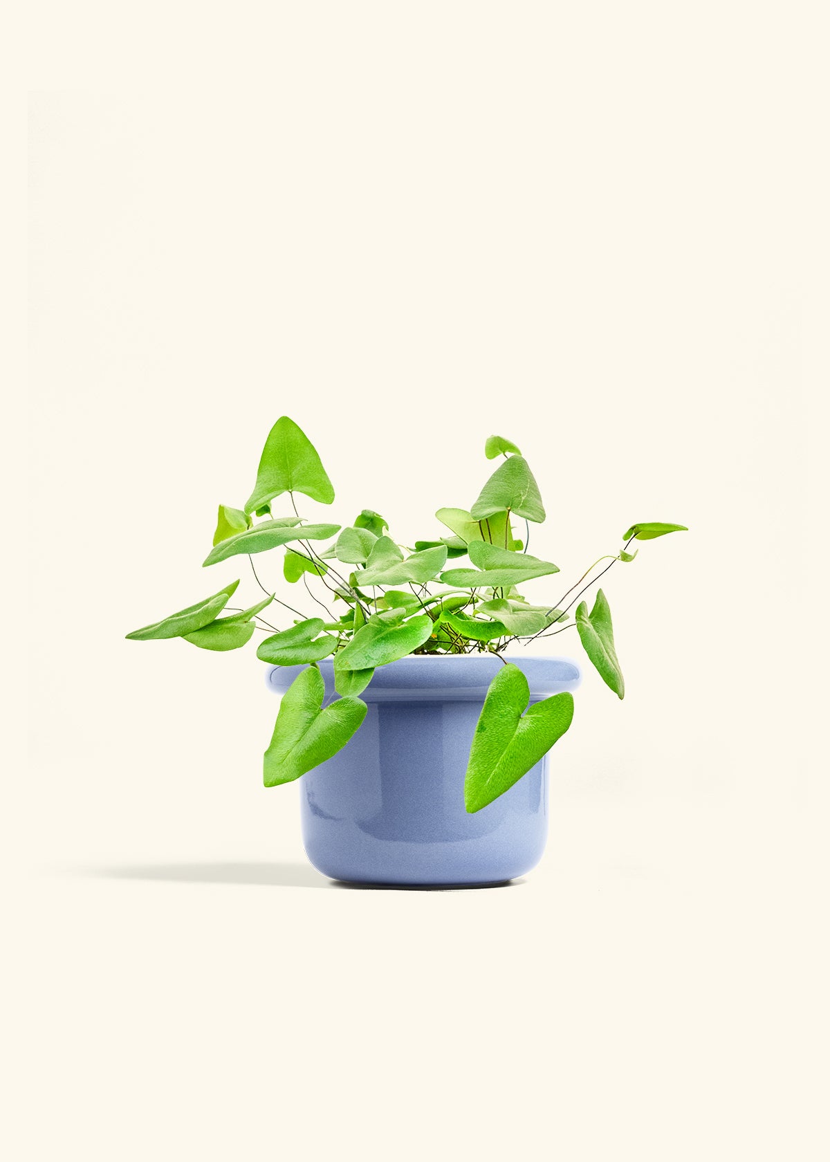 Heartleaf Fern in a 6 inches Fat Lip Blue Planter 