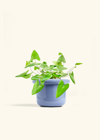 Heartleaf Fern in a 6 inches Fat Lip Blue Planter 