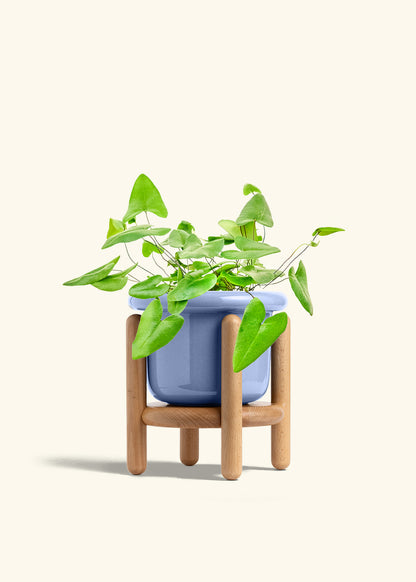 Heartleaf Fern in a 6 inches Fat Lip Blue Planter in a Beech Wood Stand