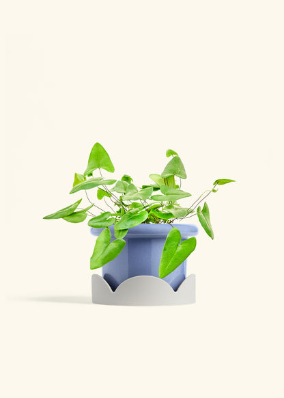Heartleaf Fern in a 6 inches Fat Lip Blue Planter in a Shamrock Petal Drip Tray