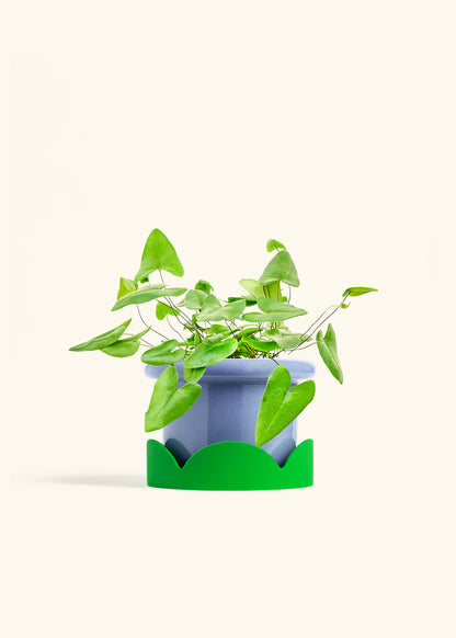 Heartleaf Fern in a 6 inches Fat Lip Blue Planter in a Oat Petal Drip Tray