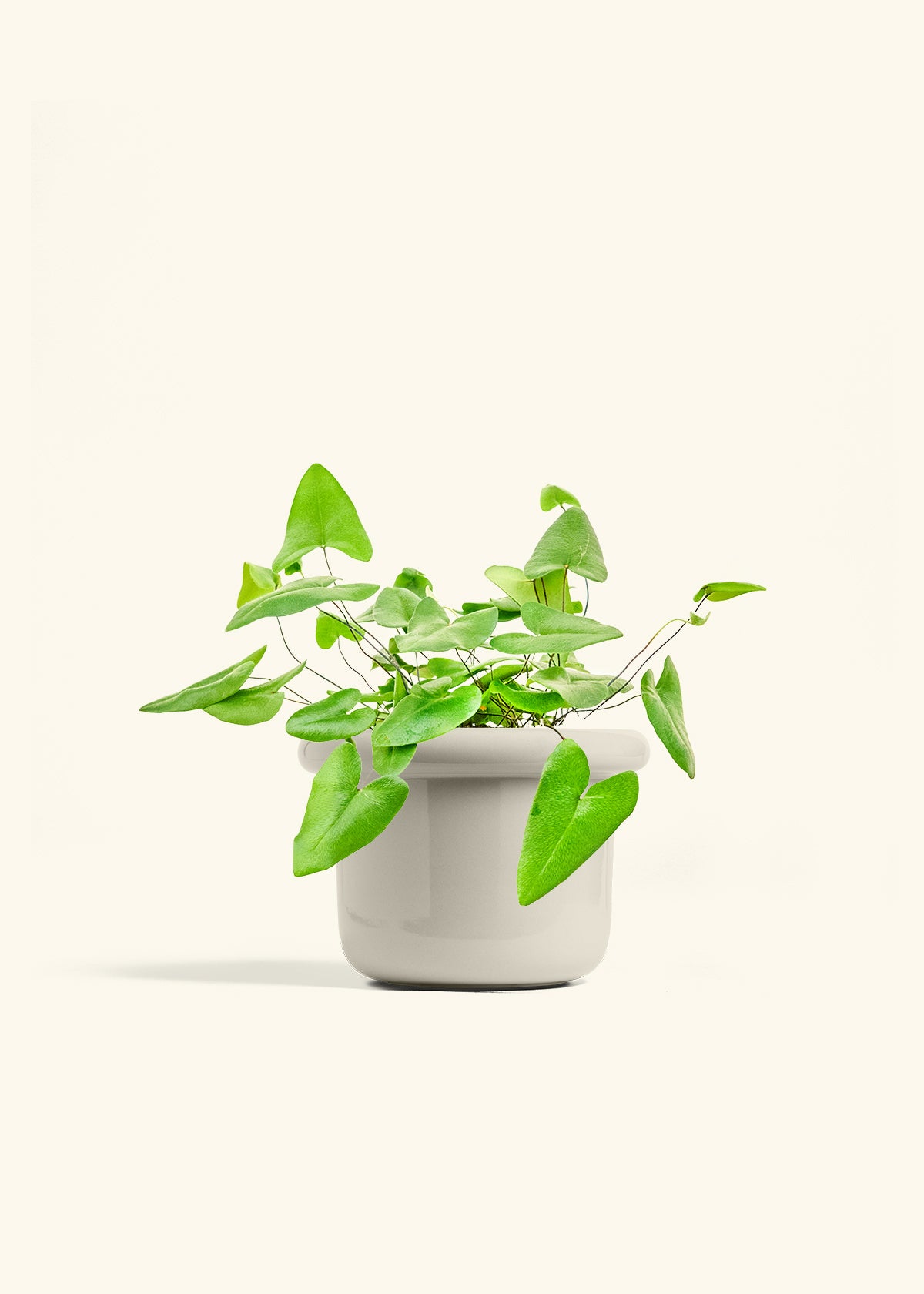 Heartleaf Fern in a 6 inches Fat Lip Oat Planter 