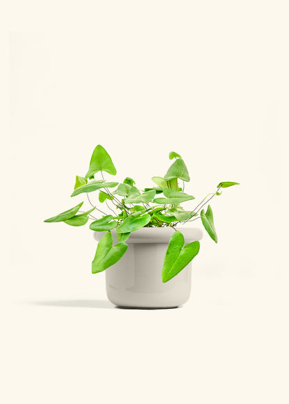 Heartleaf Fern in a 6 inches Fat Lip Oat Planter 