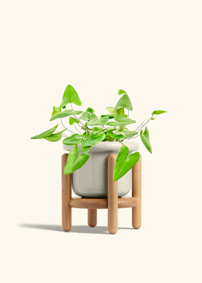 Heartleaf Fern in a 6 inches Fat Lip Oat Planter in a Beech Wood Stand