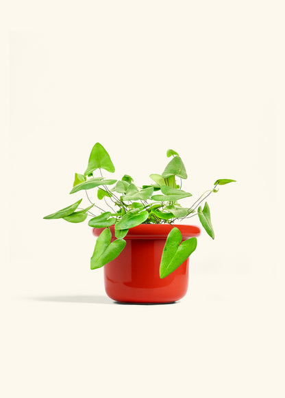Heartleaf Fern in a 6 inches Fat Lip Red Planter 