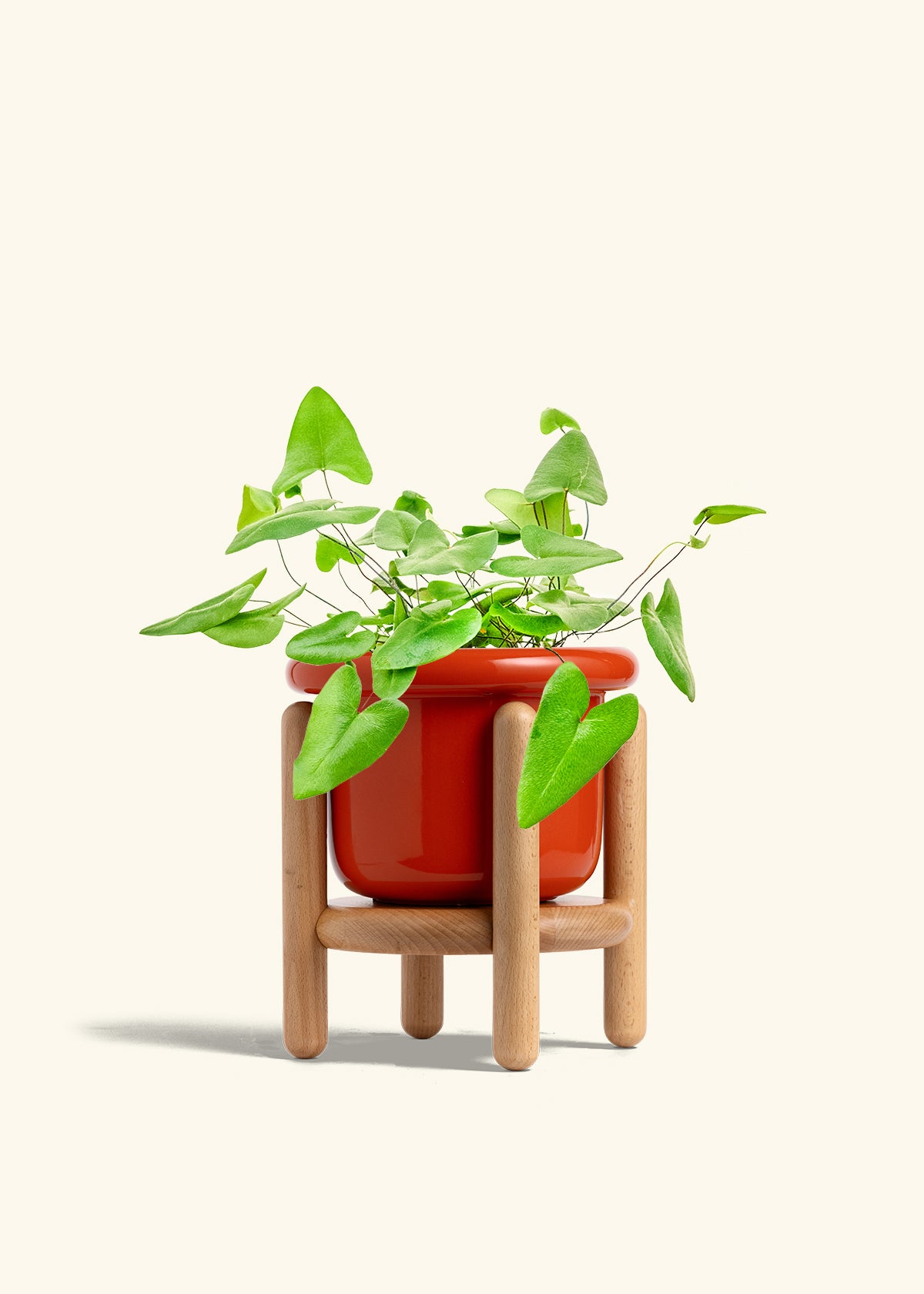 Heartleaf Fern in a 6 inches Fat Lip Red Planter in a Beech Wood Stand