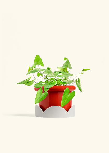 Heartleaf Fern in a 6 inches Fat Lip Red Planter in a Oat Petal Drip Tray