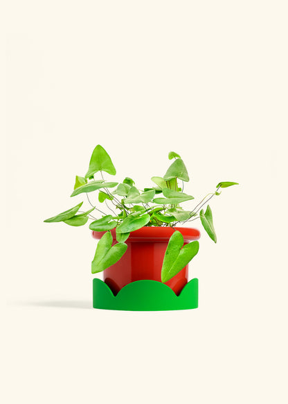 Heartleaf Fern in a 6 inches Fat Lip Red Planter in a Shamrock Petal Drip Tray