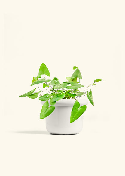 Heartleaf Fern in a 6 inches Fat Lip White Planter 
